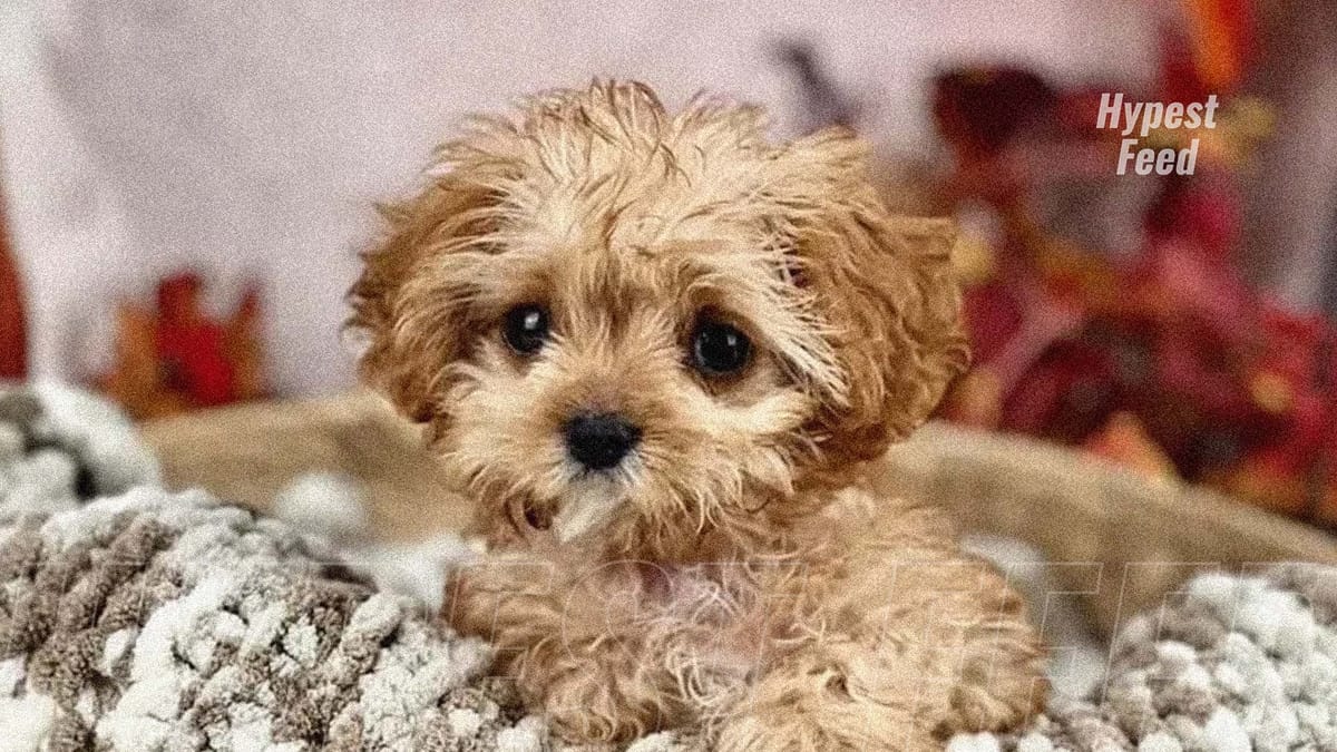 Sweetpea, the tiny rescue star of Puppy Bowl 2024, dies at only 5 months old