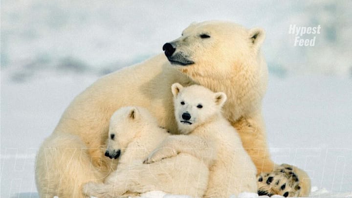 Scientists warn that melting ice puts Polar Bears at risk of starvation